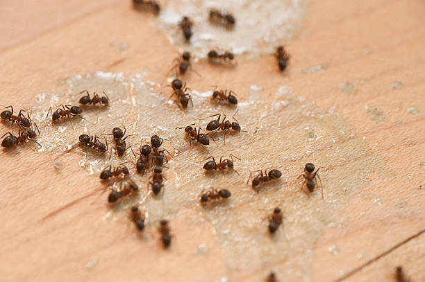 Best Pest Removal Services  in Alondra Park, CA